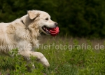 31 Balu